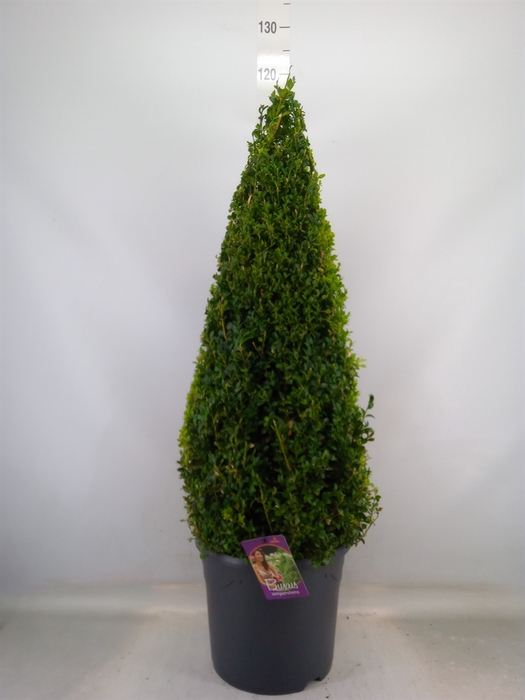 <h4>Buxus semp.   ...</h4>