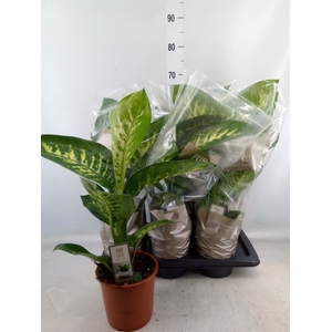 Dieffenbachia seg. 'Tropic Snow'