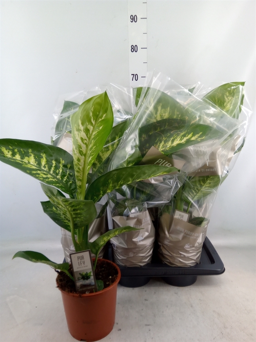 <h4>Dieffenbachia seg. 'Tropic Snow'</h4>