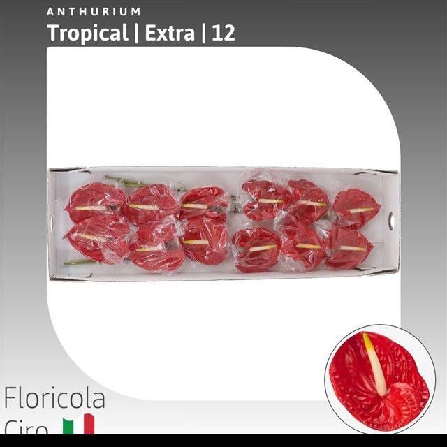 <h4>ANTH A TROPICAL</h4>