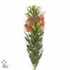Mimetes Hirtus