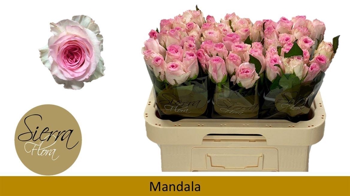 <h4>R Gr Mandala</h4>