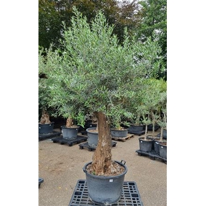 OLEA EUROPAEA