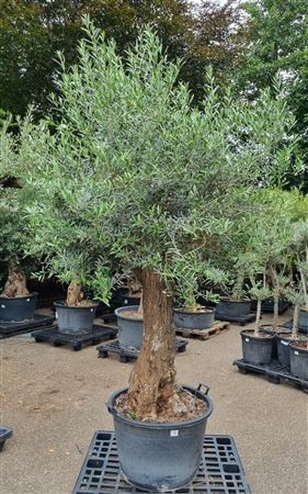 <h4>OLEA EUROPAEA</h4>