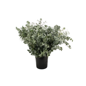 Euca Cinerea Albenga 400