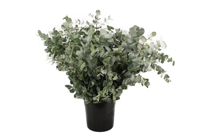 Euca Cinerea 200 Gram X20