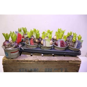 arr8 Hyacin Pear Gem 5 Kl