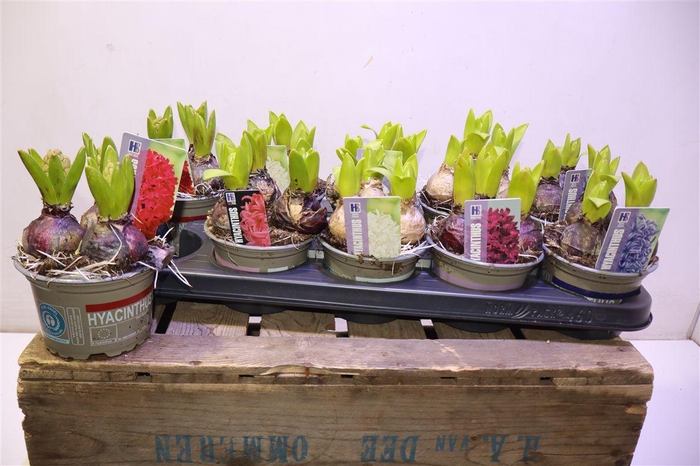 <h4>arr8 Hyacin Pear Gem 5 Kl</h4>