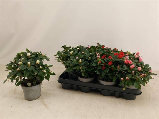 <h4>RHODO SI GEM</h4>