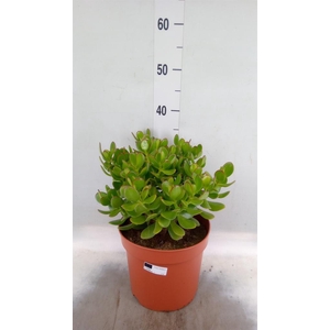 Crassula ovata