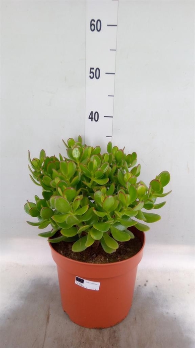 <h4>Crassula ovata</h4>