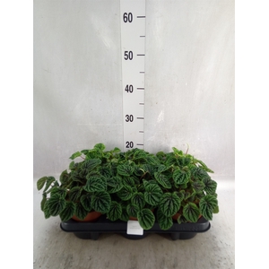 Peperomia