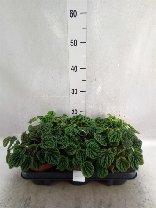 Peperomia