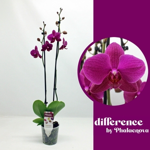 Vivaldi 2-tak 70cm (GROEN)