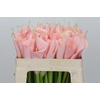 Zantedeschia Eydolls Salmon