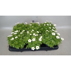 Saxifraga arend. 'Alpino White'