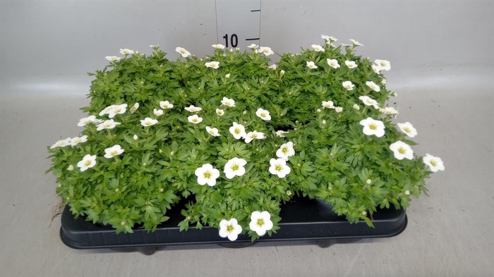 <h4>Saxifraga arend. 'Alpino White'</h4>