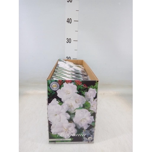 Flowerbulbs, corns or tubers   ...