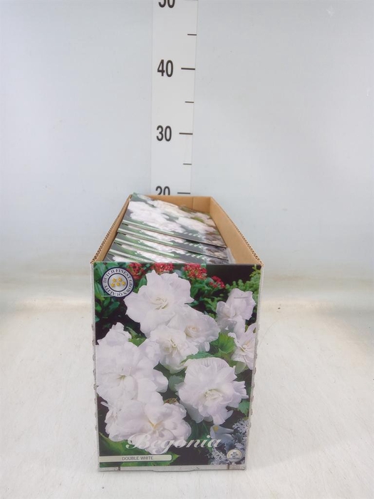 <h4>Flowerbulbs, corns or tubers   ...</h4>