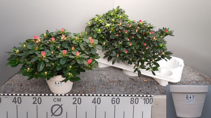 <h4>Rhododendron (Sim. gemengd 3 soorte</h4>