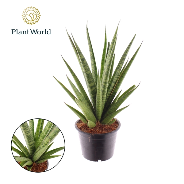 <h4>Sansevieria 'trifciata' Pineapple</h4>