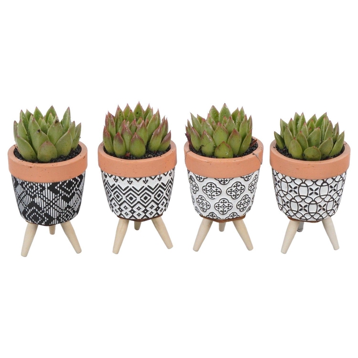 <h4>PTSU8473 Arrangement Succulenten in keramiek pot</h4>