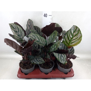 Calathea sanderiana