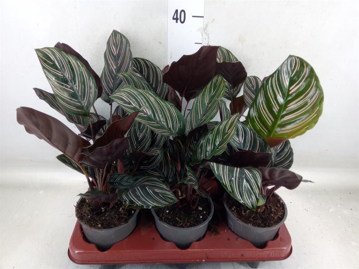 <h4>Calathea sanderiana</h4>