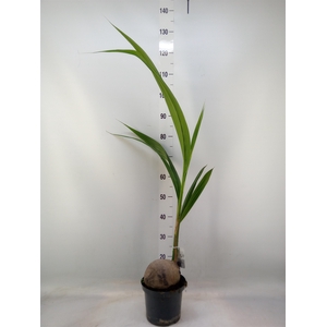 Cocos nucifera