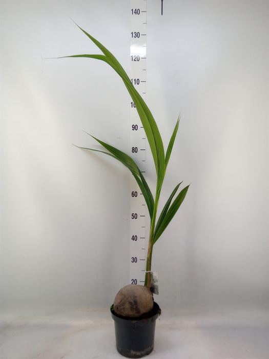 <h4>Cocos nucifera</h4>