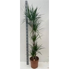 Dra Marginata
