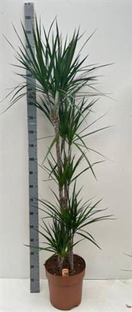 Dra Marginata