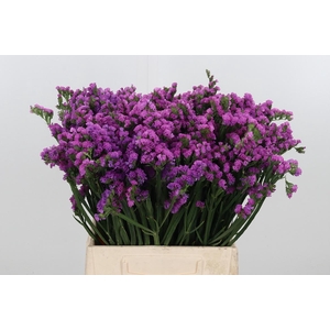 Limon S Rosa Sun Birds