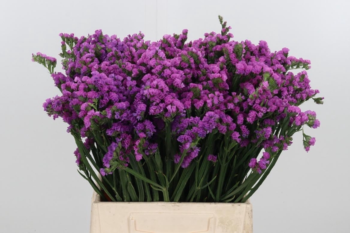 <h4>Limon S Rosa Sun Birds</h4>