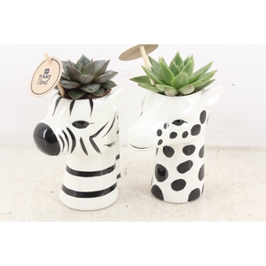 arr2 PL - Ker. zebra/giraffe mix Eche.