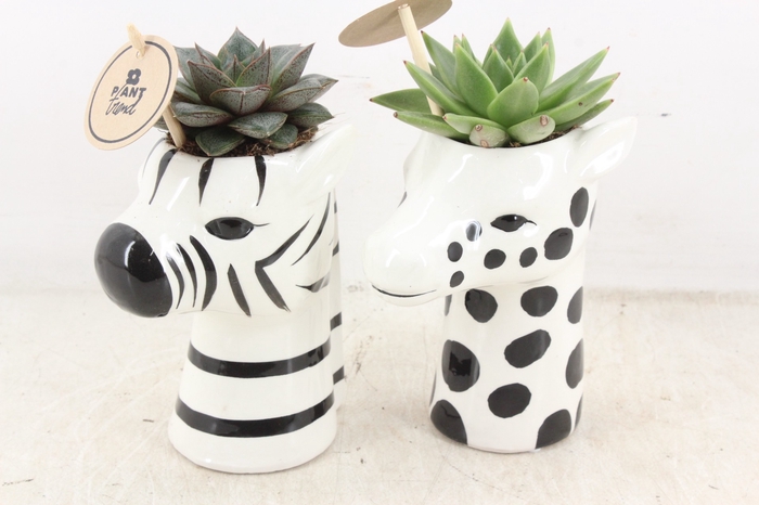 <h4>arr2 PL - Ker. zebra/giraffe mix Eche.</h4>