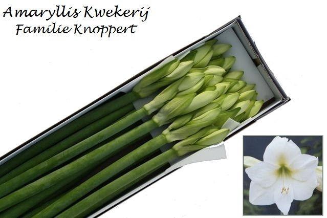 <h4>HIPP GA MONT BLANC</h4>