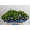 Hypericum Coco Bamboo