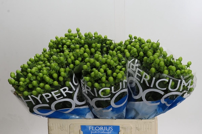 Hypericum Coco Bamboo