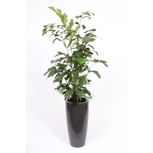 Caryota mitis in Santorini pot 