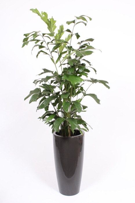 <h4>Caryota mitis in Santorini pot "antraciet"</h4>