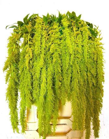 <h4>AMAR CA GREEN SPIDER</h4>