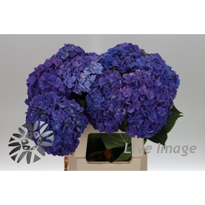 Hydrangea rodeo purple