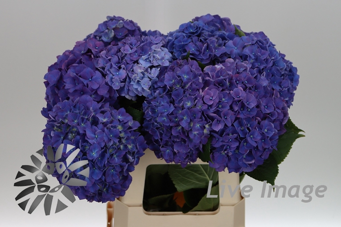 <h4>Hydrangea rodeo purple</h4>