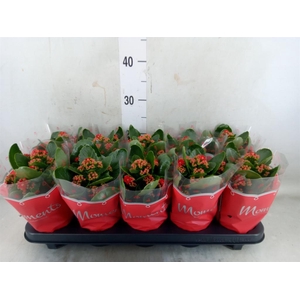 Kalanchoe blos. 'Secret'