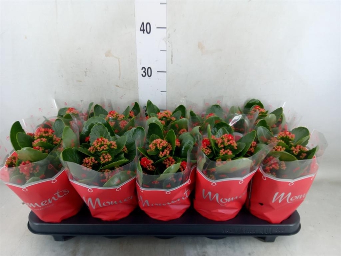 <h4>Kalanchoe blos. 'Secret'</h4>