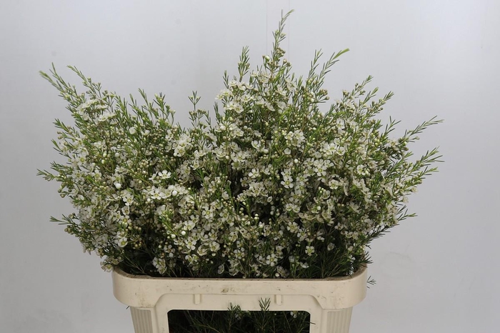 <h4>Chamelaucium Ofir</h4>