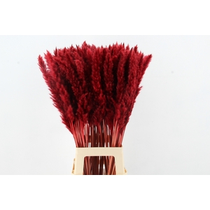 DF Pampas Silvy Red