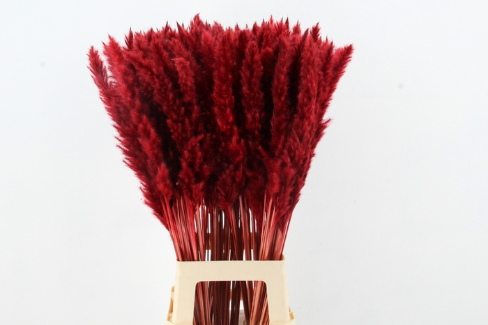 <h4>DF Pampas Silvy Red</h4>