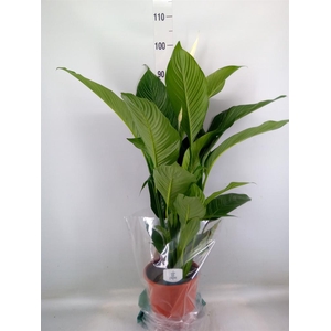 Spathiphyllum  'Sweet Lauretta'